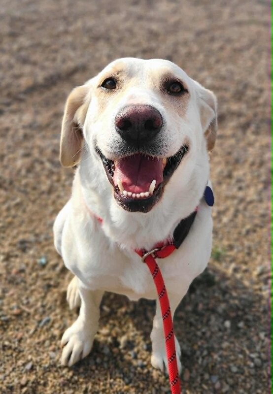 Picture of the Animal Listed